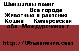 Шиншиллы пойнт ns1133,ny1133. - Все города Животные и растения » Кошки   . Кемеровская обл.,Междуреченск г.